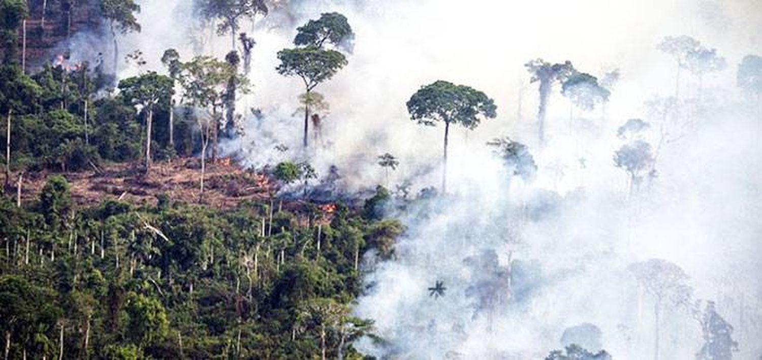 Deforestación récord de la selva  amazónica