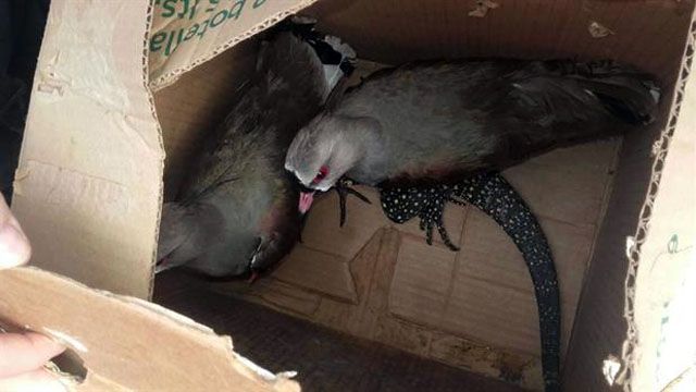 Nuestra flora y fauna son víctima de un negocio millonario