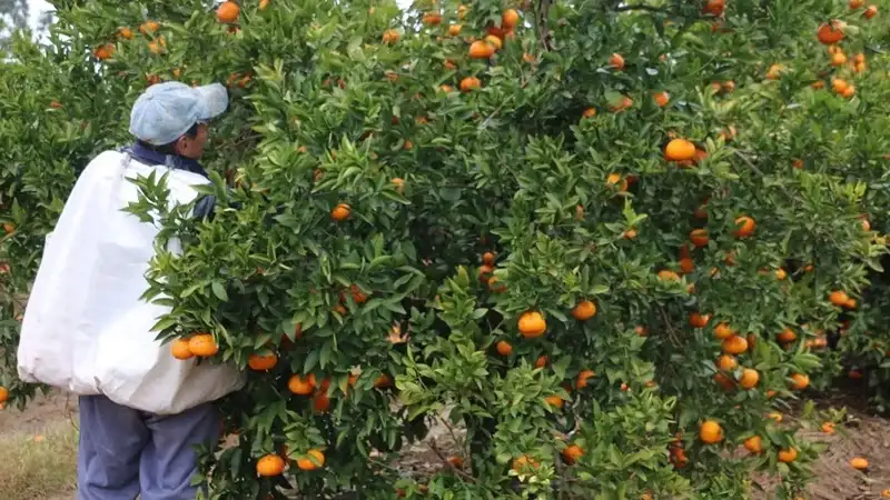 Citrus