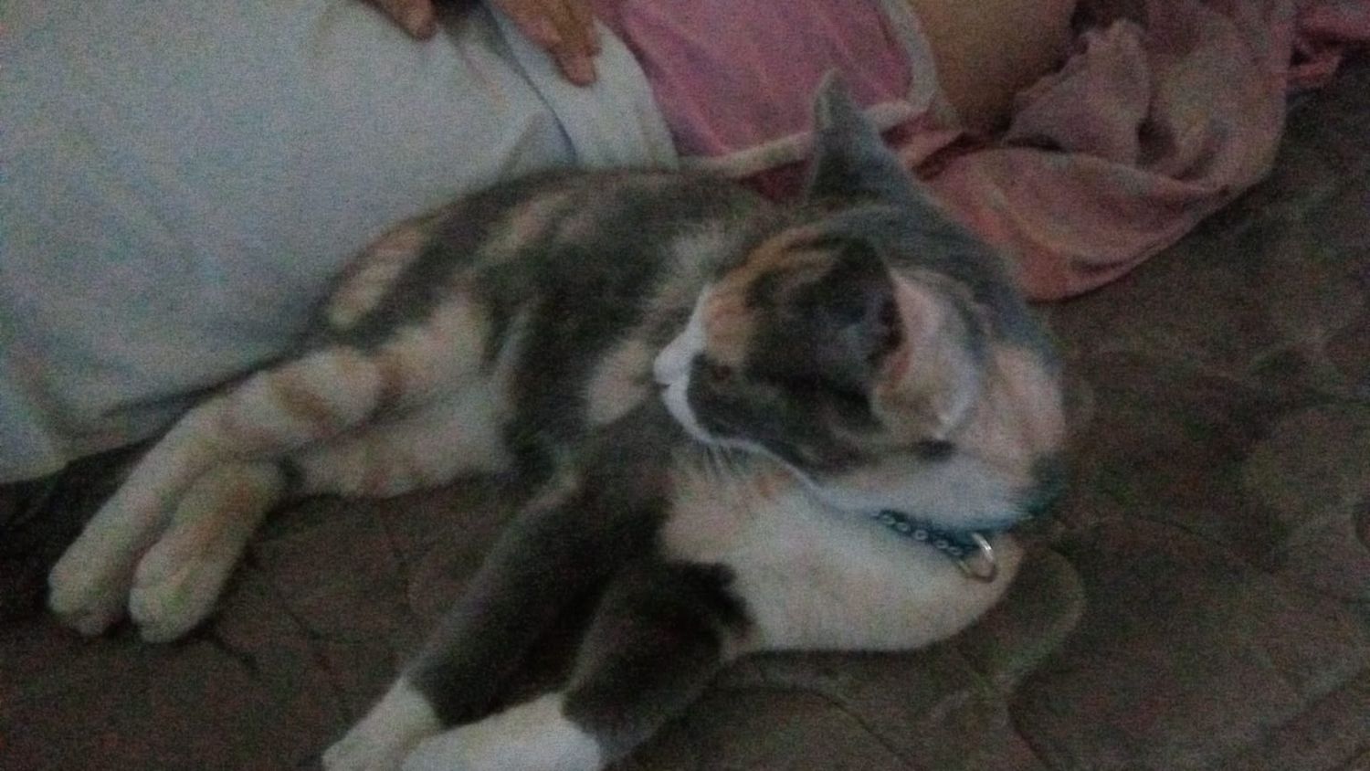 Buscan a Kitty