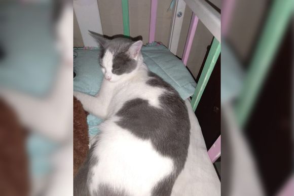 Patricia busca a su gata Perla