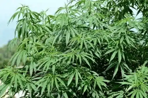 Hay 22 empresas interesadas en producir marihuana legal en Uruguay