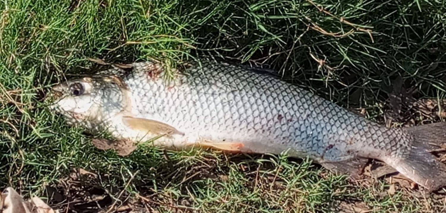 Revelan tóxicos y sustancias contaminantes en tejidos de peces del río Uruguay