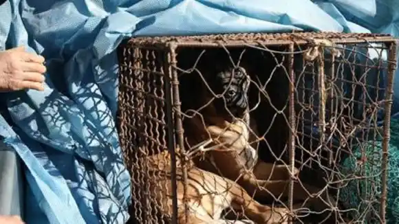 ¡HISTÓRICO! Parlamento de Corea del Sur prohíbe la venta de carne de perro para el consumo de su carne