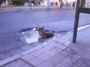Recomendaciones para prevenir el golpe de calor en las mascotas