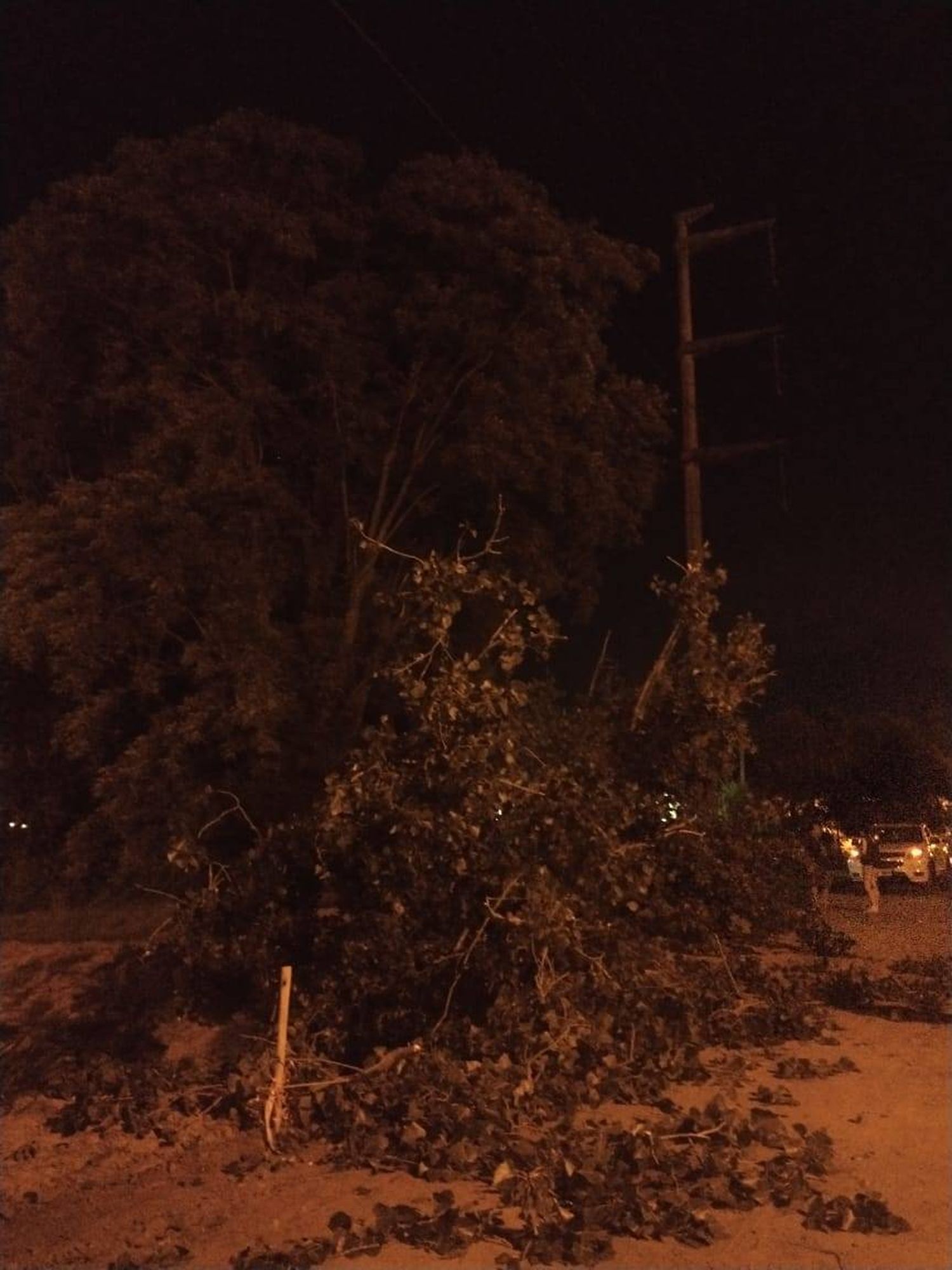 La caída de un árbol provocó un corte  de luz en Concordia 