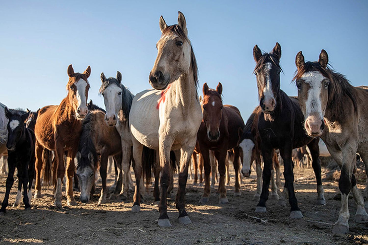 A casi tres años del rescate de caballos más grande de Sudamérica: La ONG que fue clave en la recuperación de los equinos