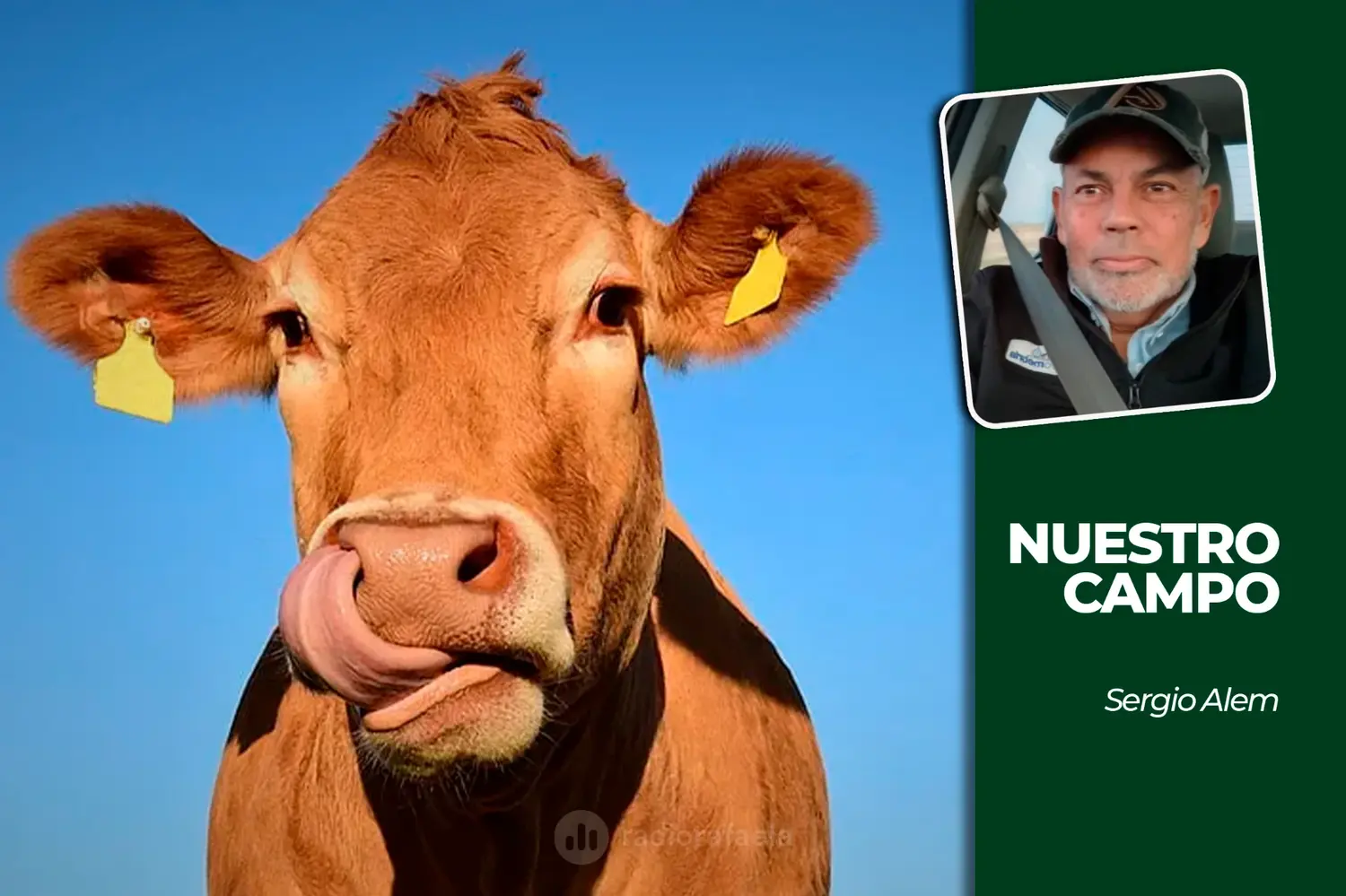 Cañuelas recibió 75 animales y la soja cotizó a 505.000 pesos por tonelada