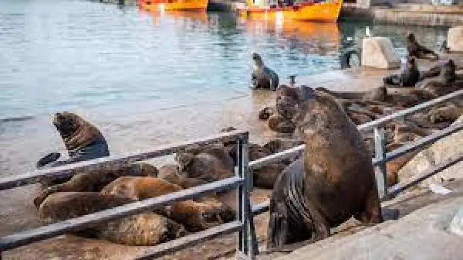 Comenzaron las obras para mejorar el espacio dedicado a los Lobos Marinos 