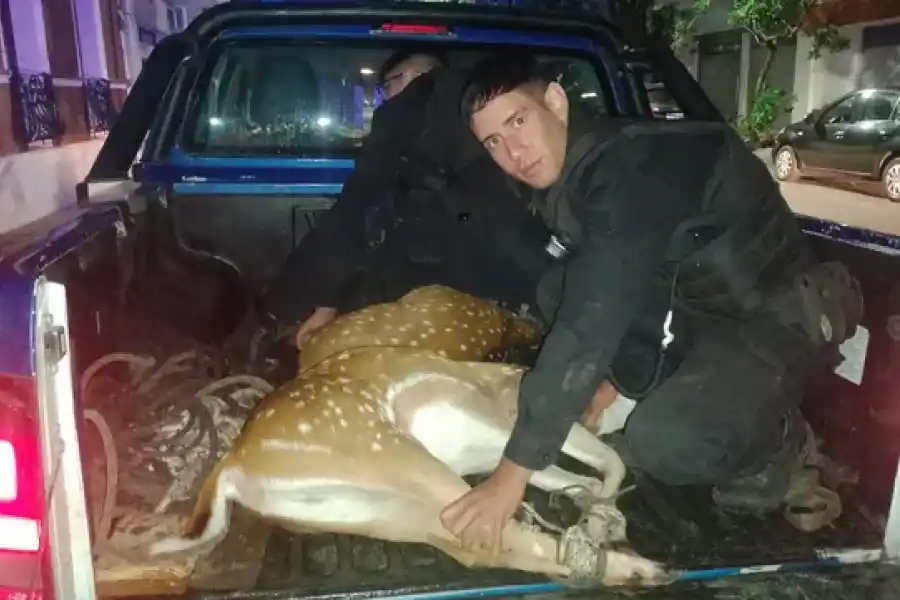 Aparecieron otros dos ciervos sueltos en el macrocentro de Rosario