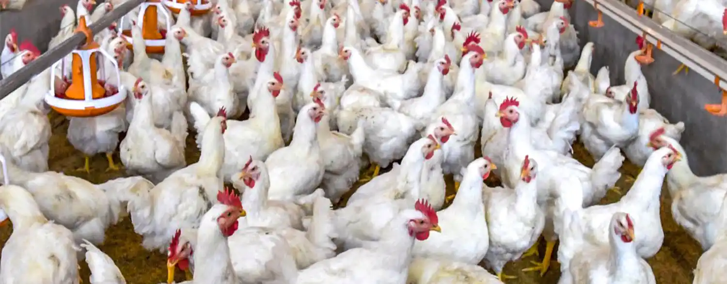 Preocupan los casos de gripe aviar en Asia y Europa