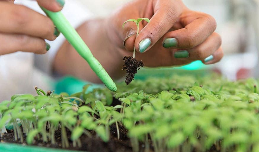 Los bioinsumos vienen ganando hectáreas año a año