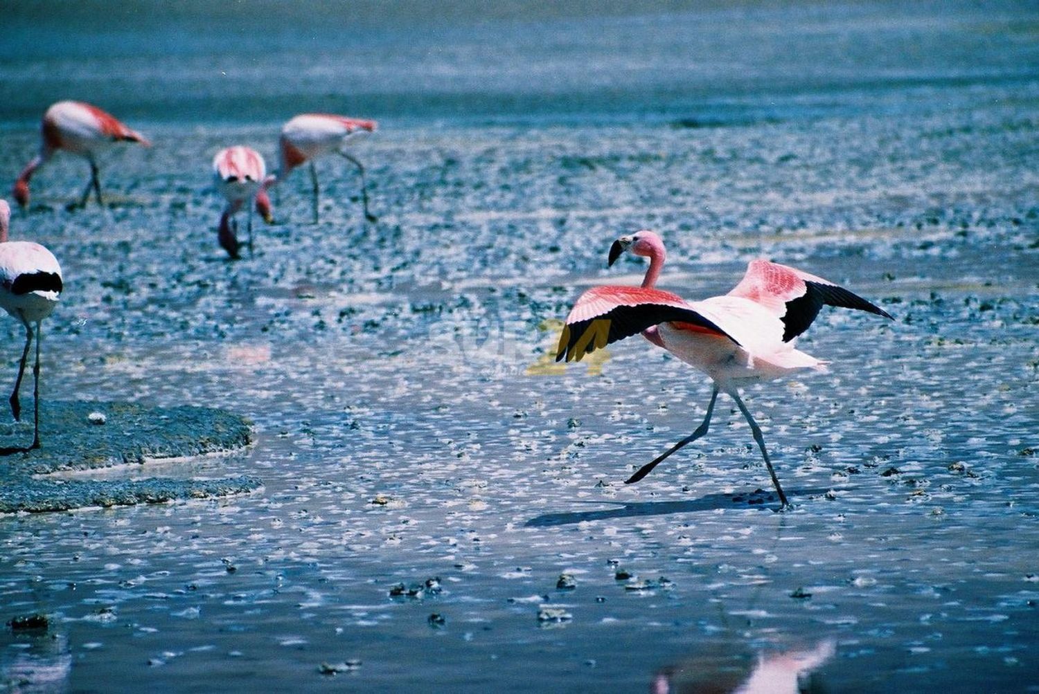 Los flamencos andinos ya están llegando a la laguna de Melincué