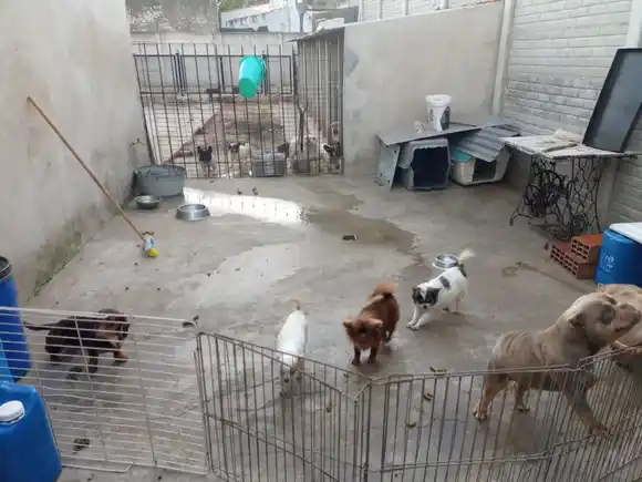 Preocupación por un criadero clandestino en Rafaela: ADAPA exige intervención inmediata