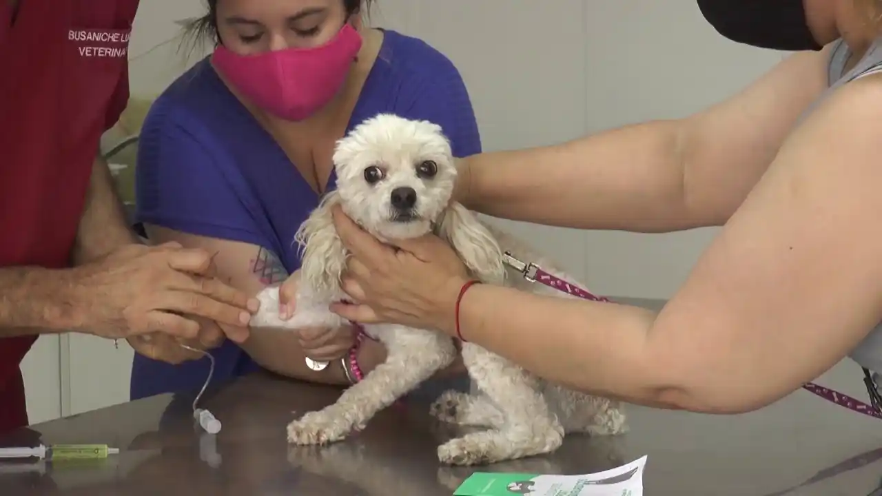 Aumentó el maltrato animal en la pandemia