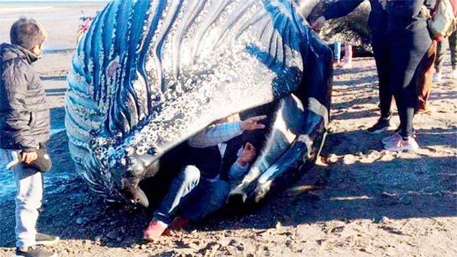 Apareció una ballena muerta y vecinos se metieron adentro para sacarse fotos