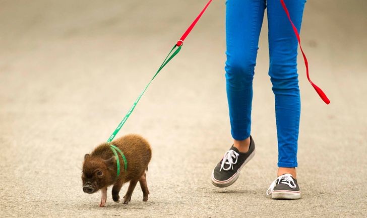 La mascota más insólita: pasean a un chancho bebé por Buenos Aires