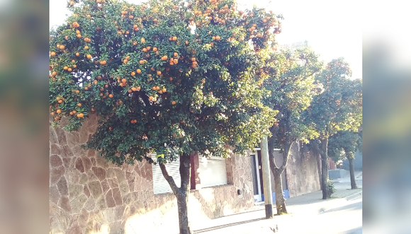 "Son ricas para hacer dulces": la opinión de los sampedrinos sobre las naranjas amargas de la ciudad