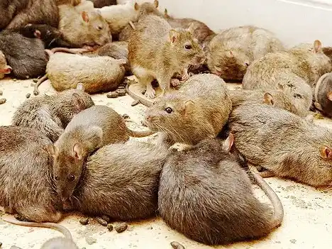 Las ratas ya no se esconden: parece que ganaron la pelea por las grandes ciudades