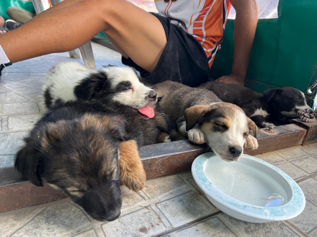 La Dirección de Zoonosis de la comuna mantendrá sus horarios y servicios durante el receso