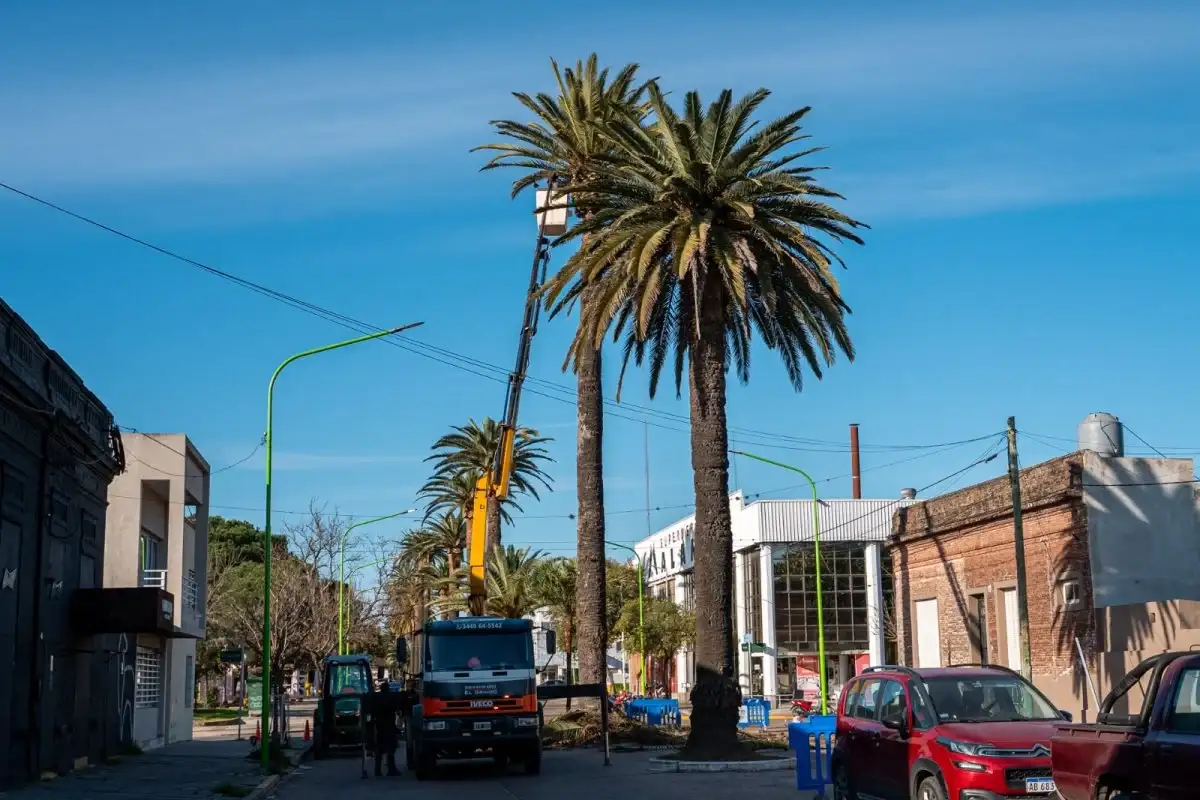 Prevención del picudo rojo: continúa la poda de las palmeras de Rocamora y Primera Junta para colocar sensores
