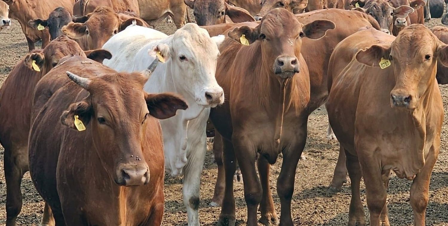 Los feedlots están trabajando con un nivel de ocupación 15% menor.