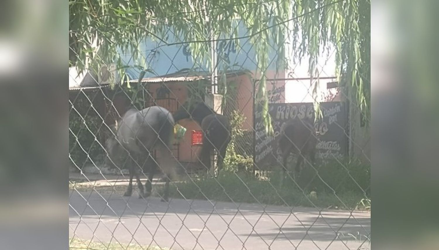 Ruffa 900: "Tres caballos sueltos"