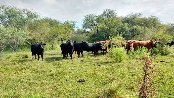 Declaran Área Natural Protegida a �SEl Cencerro⬝: Son 3 mil hectáreas en Federal