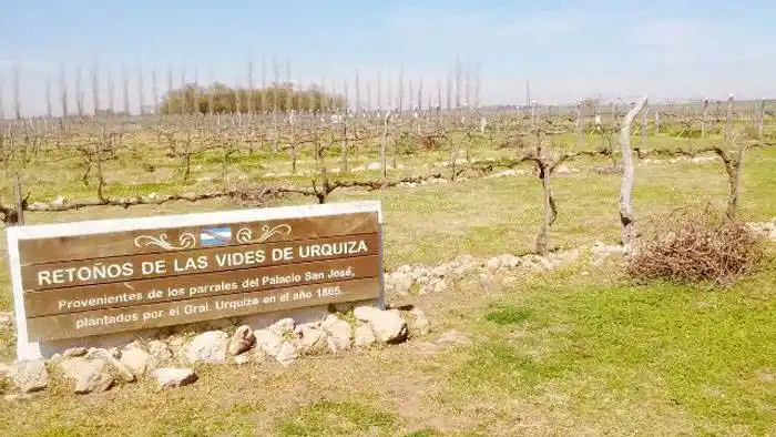 Después de 90 años,  la experimental del INTA Concordia vuelve  a investigar sobre vitivinicultura