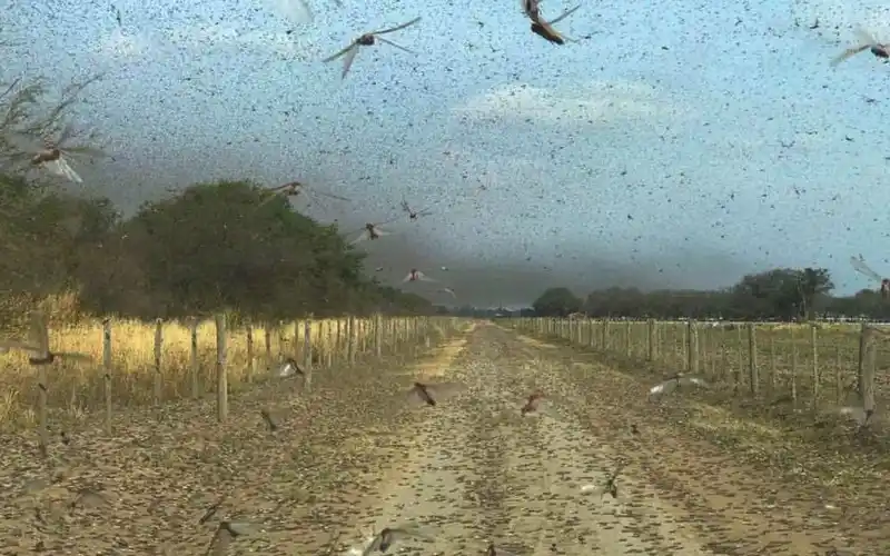 El Senasa habilitó el uso de insecticidas para combatir plaga de langostas