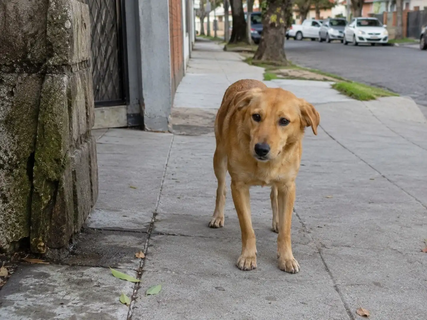 La reglamentación local sobre tenencia responsable establece condiciones para la identificación y circulación de animales en espacios públicos.