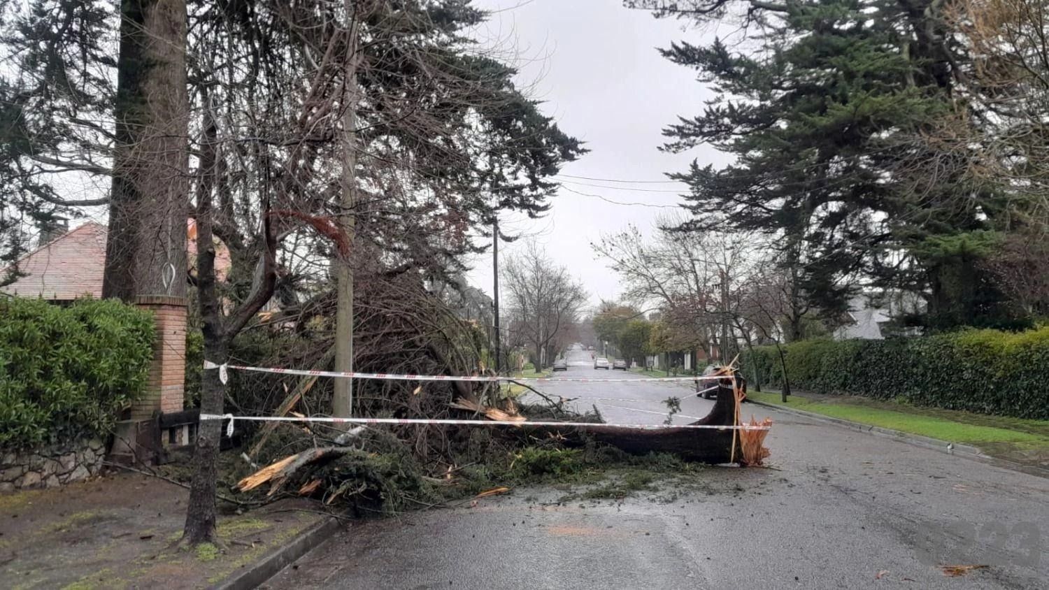 Árboles caídos en las calles de la ciudad