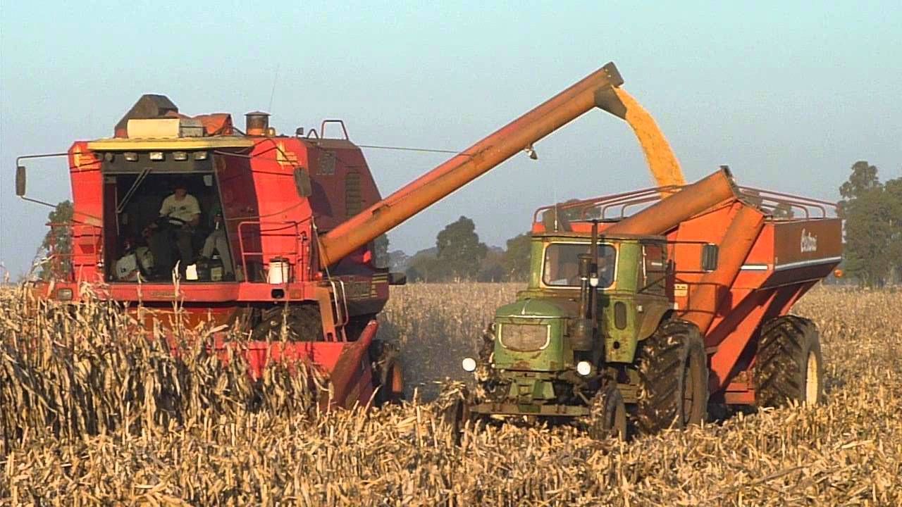 Creció la superficie de sembrada gruesa de cultivos