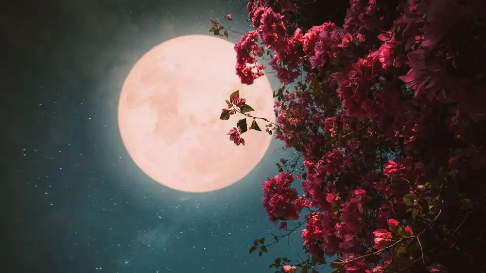 Luna en rosa