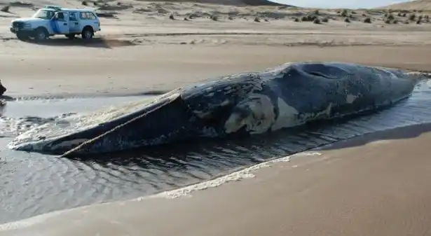 Hallan ballena muerta en la costa de San Cayetano