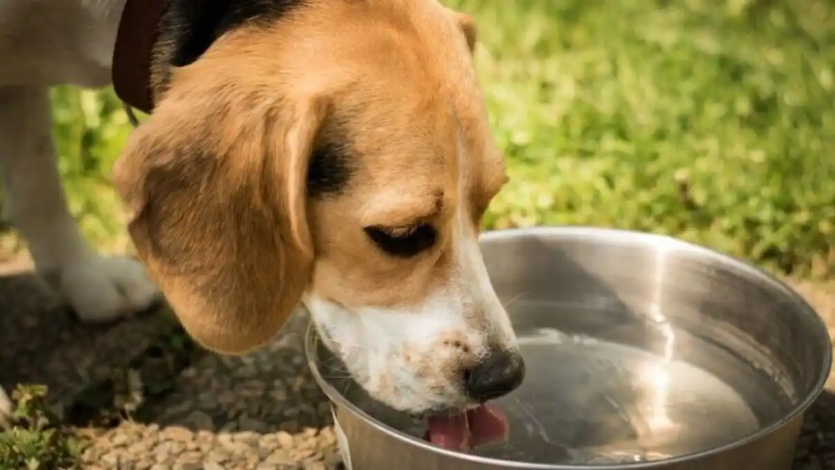 Gobierno Municipal y PRADA brindan recomendaciones para evitar golpe de calor en los animales