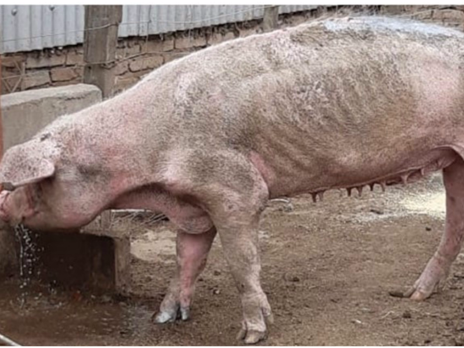 [Video] El cambio rotundo de Enriqueta, la chancha rescatada en abril por desnutrición 