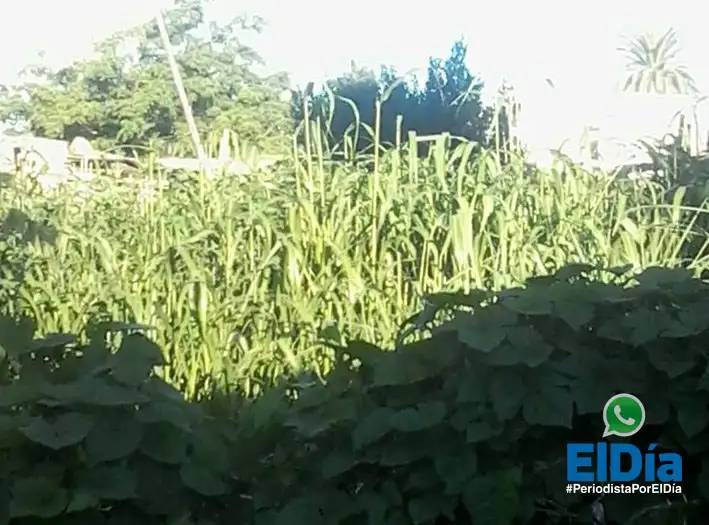 #PeriodistaPorElDía: reclaman la limpieza de un terreno 