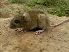Murió un menor por Hantavirus en una ciudad de la provincia y el gobierno recordó las medidas de prevención