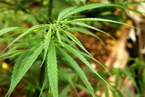 A 6 meses de la sanción, reglamentan parcialmente ley de cannabis medicinal