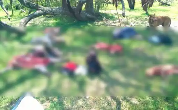 Detienen a depredadores entrerrianos que despanzaban carpinchos