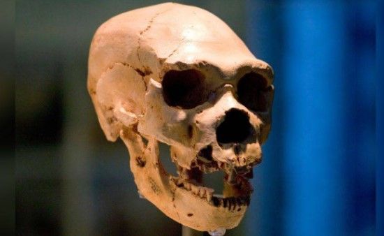 Un cráneo perteneciente al Homo neanderthalensis.