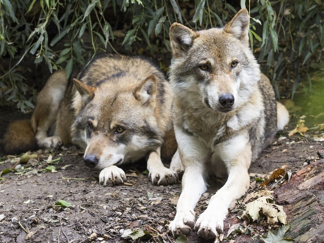 Confirman el primer híbrido de lobo y perro en Grecia