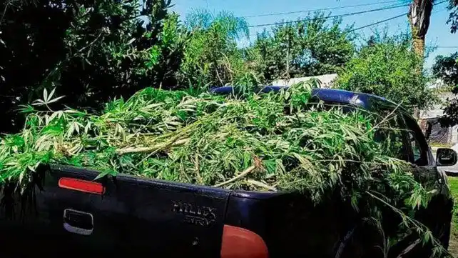 Un abuelo tenía 56 plantas de marihuana de tres metros de altura en su casa