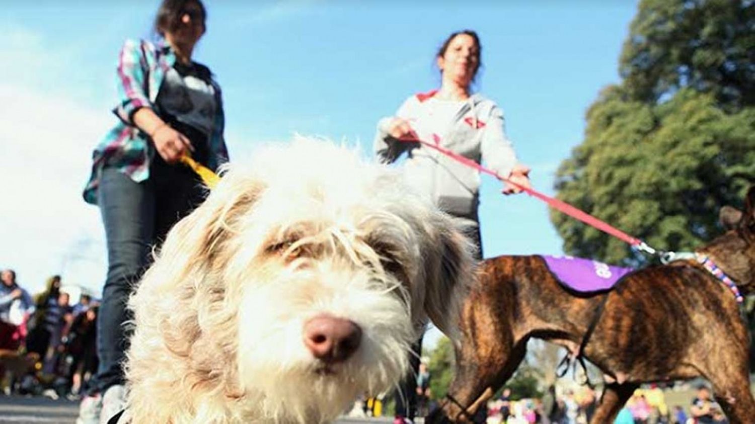Quieren colocar un microchip en perros y gatos para un cuidado responsable de las mascotas