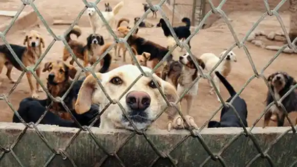 Arrojaron comida envenenada a 32 animales de un refugio, VARIOS MURIERON