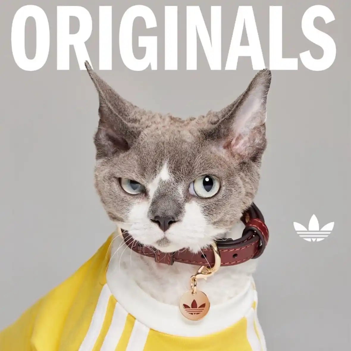 Adidas pet