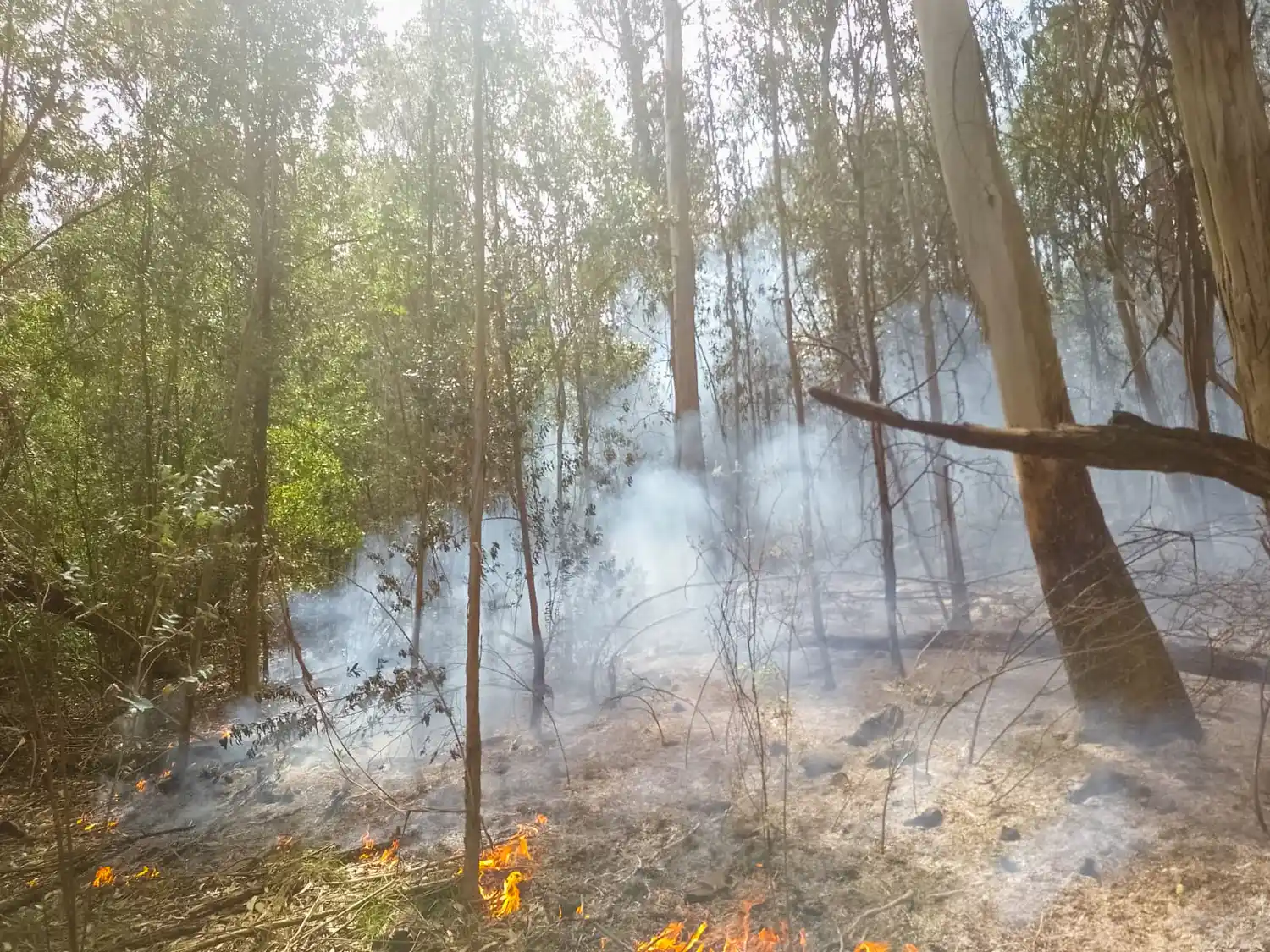 incendio mar del plata - 3