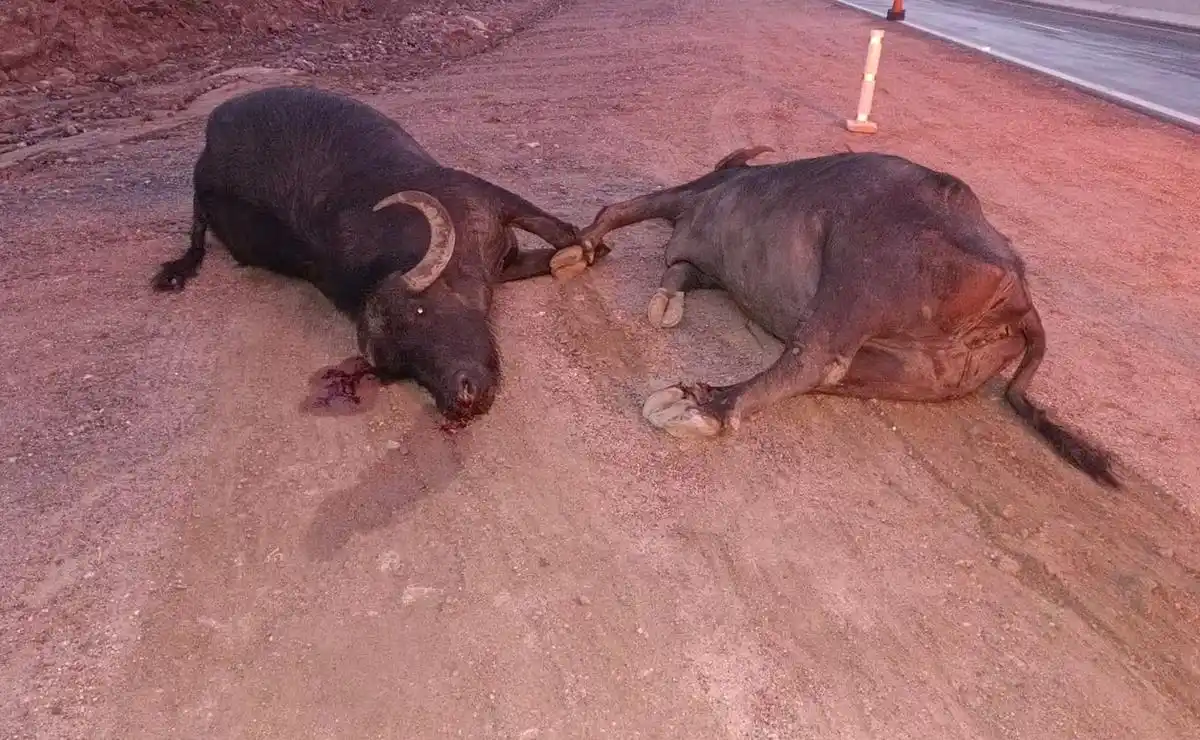 bufalos Autovía de Punilla