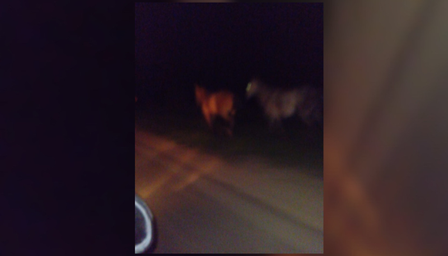 Caballos sueltos y sin control